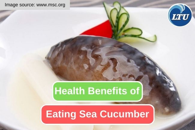 The 10 Best Benefits of Eating Sea Cucumber